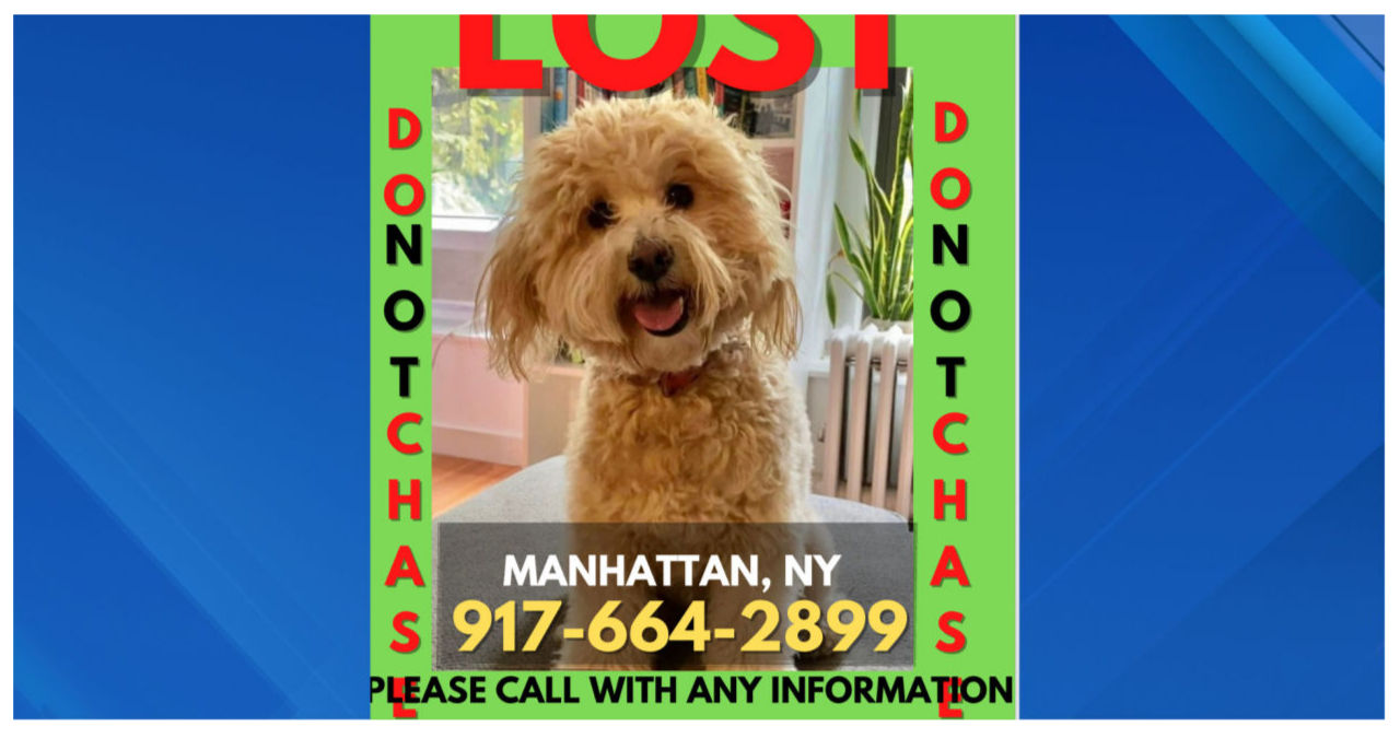 Beloved dog goes missing in Central Park while Manhattan woman is on a cruise